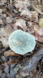 Russula virescens