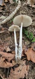 Amanita albogrisescens