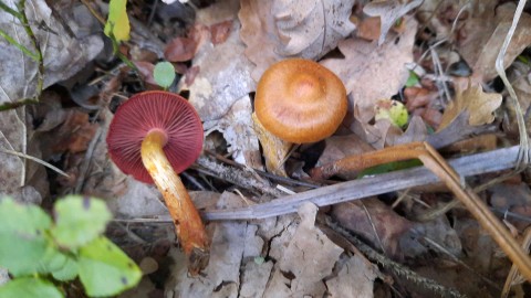 Cortinarius purpureus