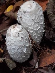 Coprinus comatus