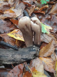 Clavariadelphus pistillaris