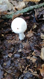 Agaricus sylvicola