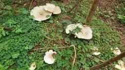 Aspropaxillus giganteus