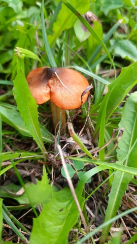 Hygrocybe conica