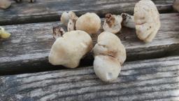 Calocybe gambosa