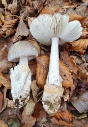 Amanita pseudoargentea