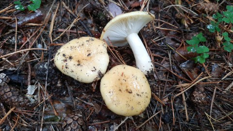 Russula ochroleuca