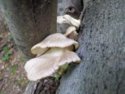 Pleurotus pulmonarius