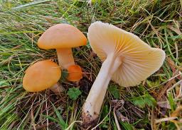 Cuphophyllus pratensis