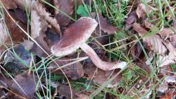 Tricholoma vaccinum