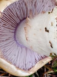 Cortinarius varius