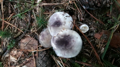 Russula amoenicolor