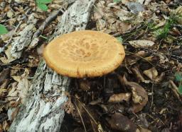 Polyporus tuberaster