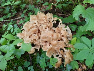 Polyporus umbellatus