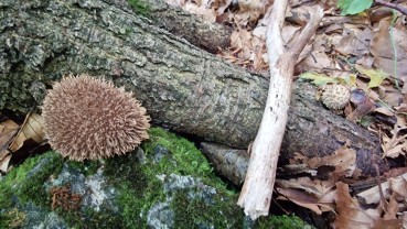 Lycoperdon echinatum