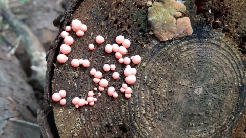 Lycogala epidendrum