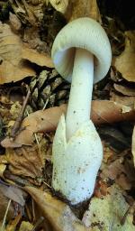 Amanita huijsmanii