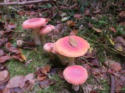 Amanita muscaria