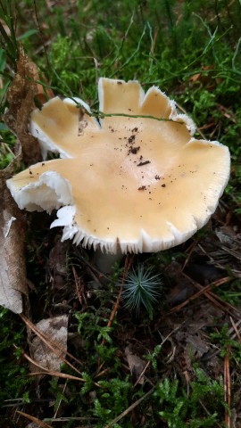 Amanita gemmata