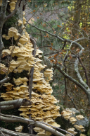 Trametes pubescens