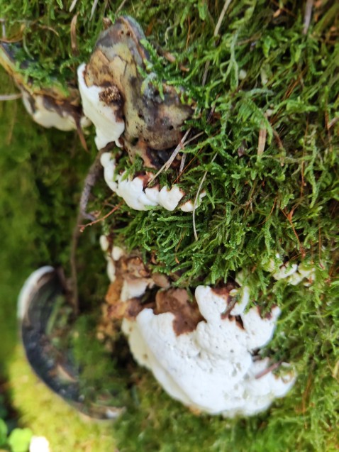 Heterobasidion abietinum