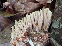 Ramaria stricta