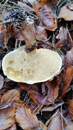 Suillus luteus