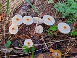 Lepiota cristata