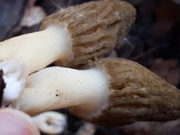 Morchella importuna