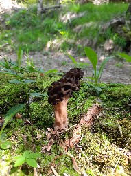 Morchella deliciosa