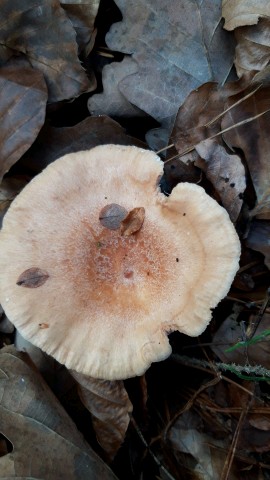 Lactarius chrysorrheus