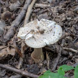 Amanita franchetii