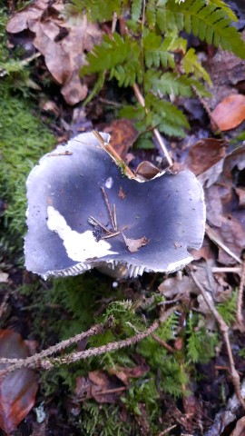 Russula cyanoxantha