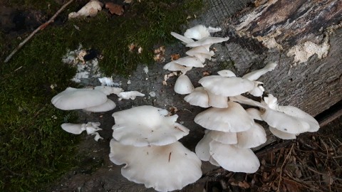 Pleurotus pulmonarius