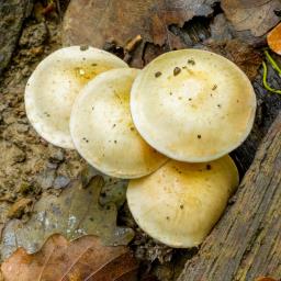 Pholiota gummosa