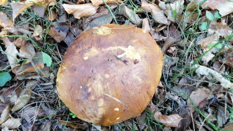 Neoboletus erythropus