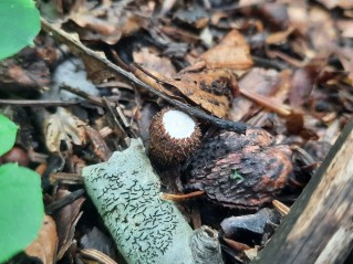 Cyathus striatus