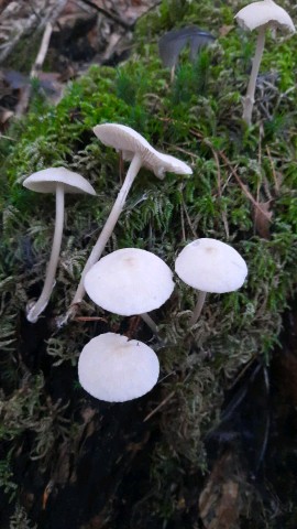 Mycena galericulata