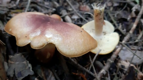 Tricholomopsis rutilans