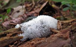 Ceratiomyxa fruticulosa