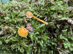 Rickenella fibula