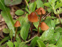 Conocybe pubescens