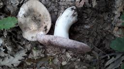 Russula cyanoxantha