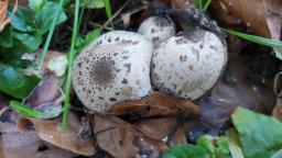 Coprinopsis romagnesiana