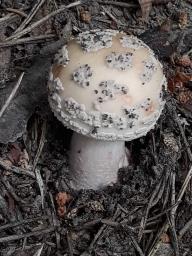 Amanita rubescens