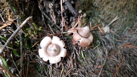 Geastrum fimbriatum