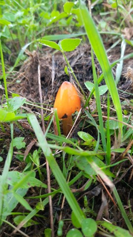 Hygrocybe conica