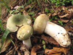 Russula virescens