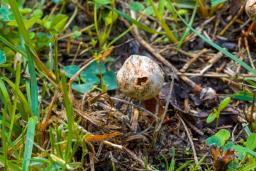 Tulostoma winterhoffii