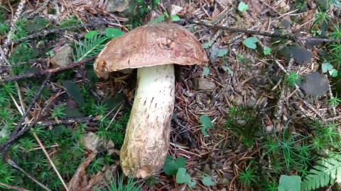 Butyriboletus appendiculatus